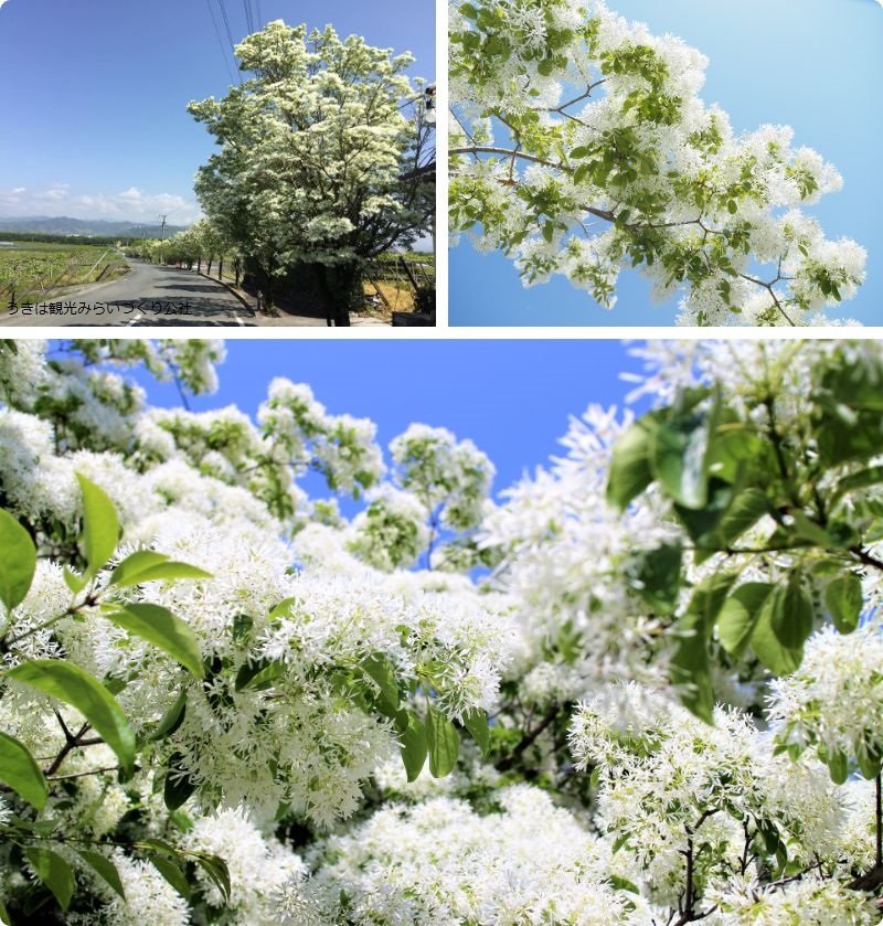 🌳 오카치마치 공원(오카치마치 코엔) 이미지 8
